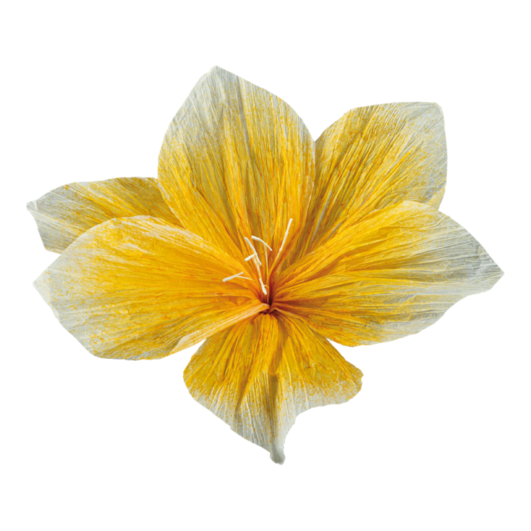 Flower head