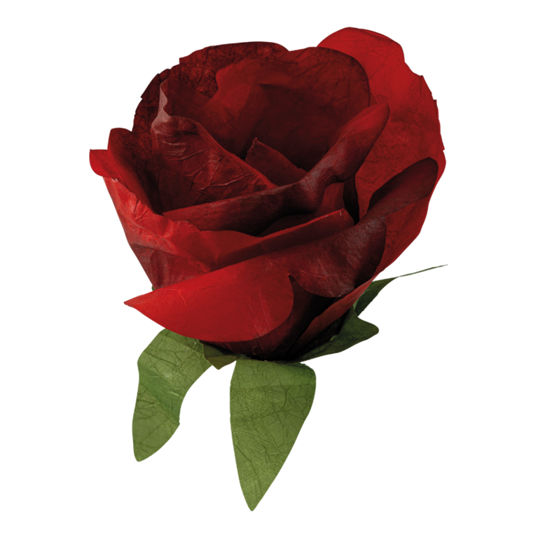 Rose head