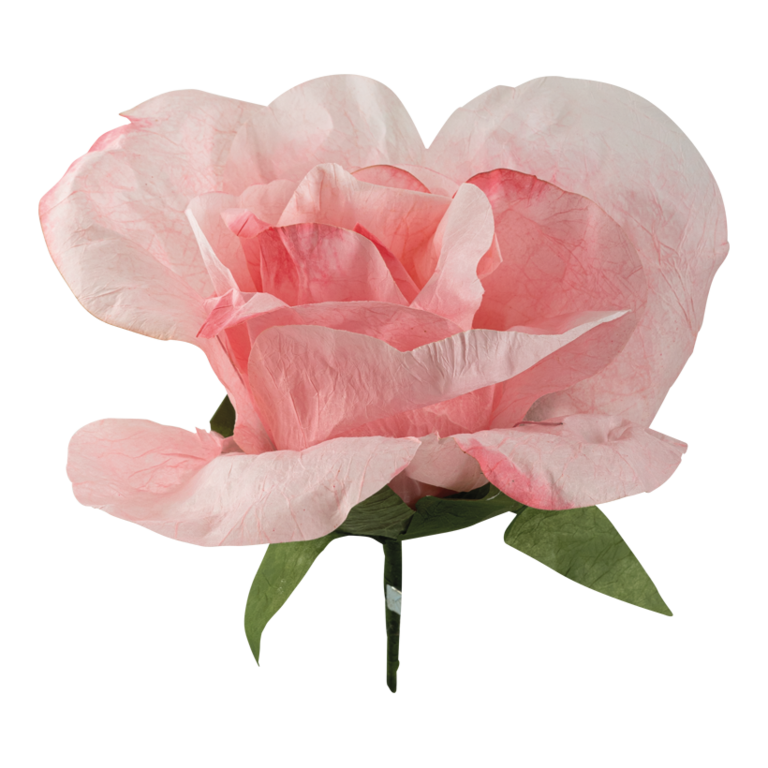 Rose head