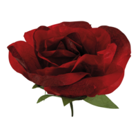 Rose head