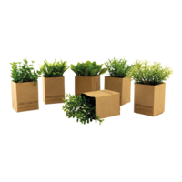 Plants in paper pot