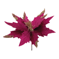 Poinsettia flower head