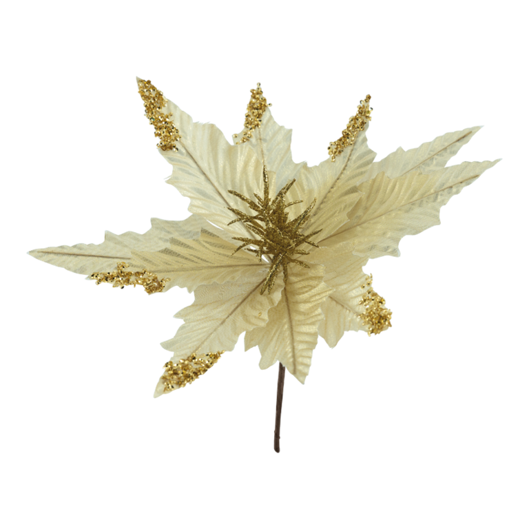 Poinsettia flower head