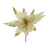 Poinsettia flower head