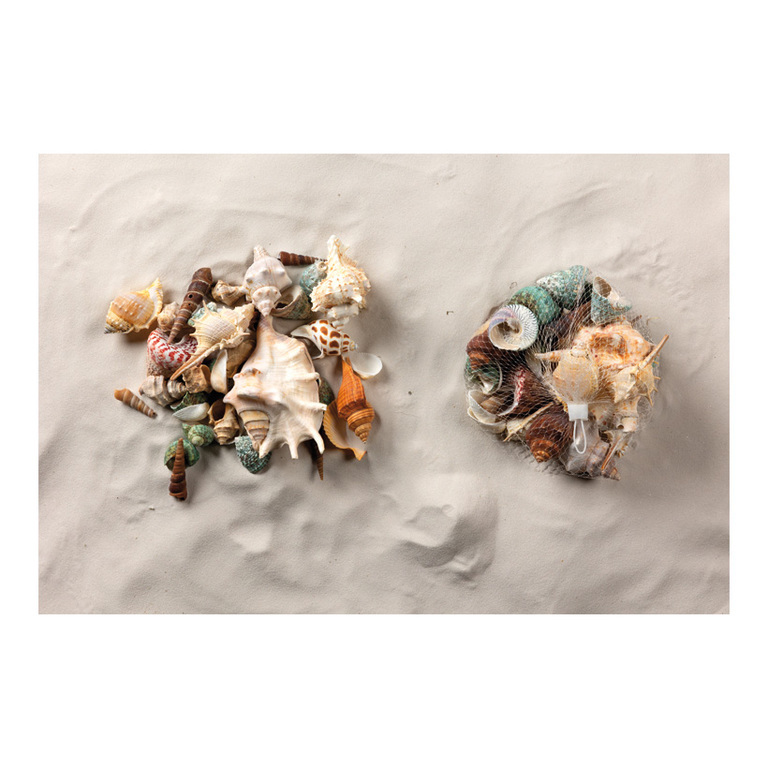 Shells in net,