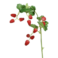 "Artificial raspberry branch red 64 cm with 10 fruits"