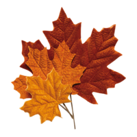 Maple leaves