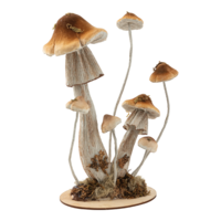 Mushroom