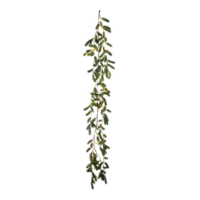 Noble fir icicle