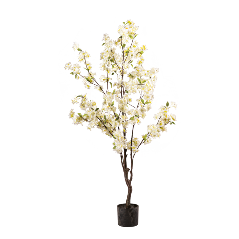 Cherry blossom tree in pot