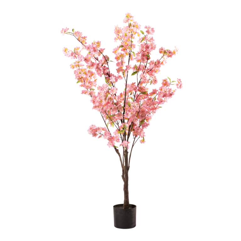 Cherry blossom tree in pot