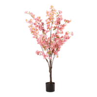 Cherry blossom tree in pot