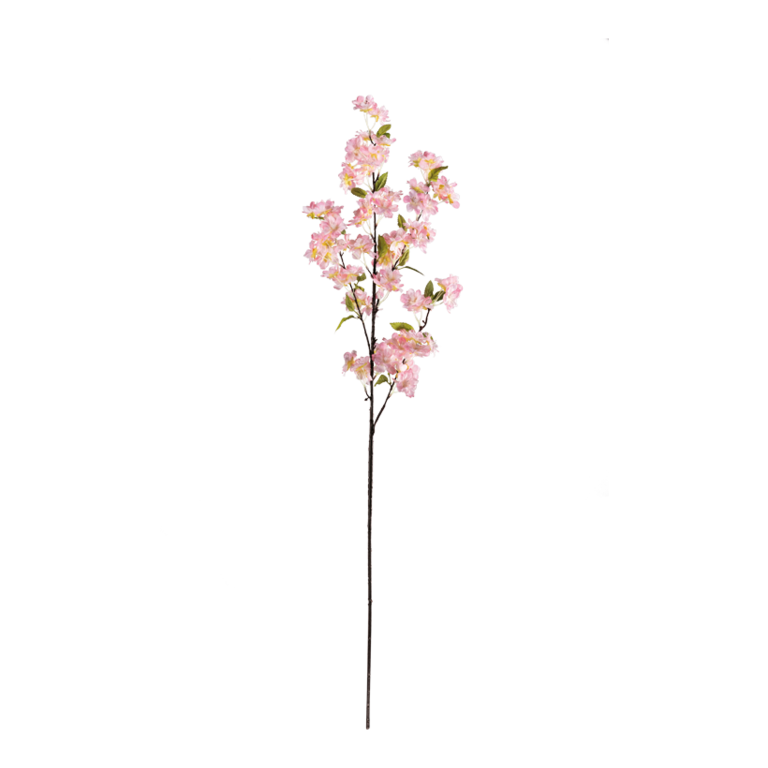 Cherry blossom twig