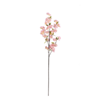 Cherry blossom twig