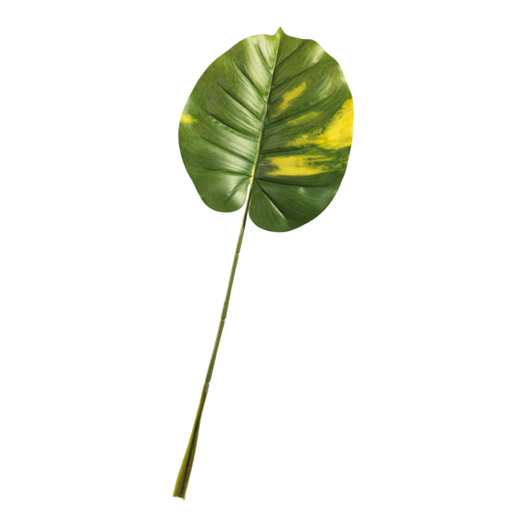 Philodendron leaf