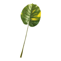 Philodendron leaf