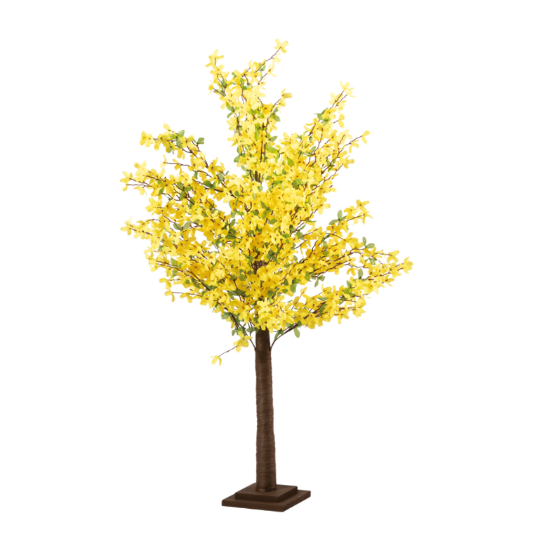 Forsythia tree