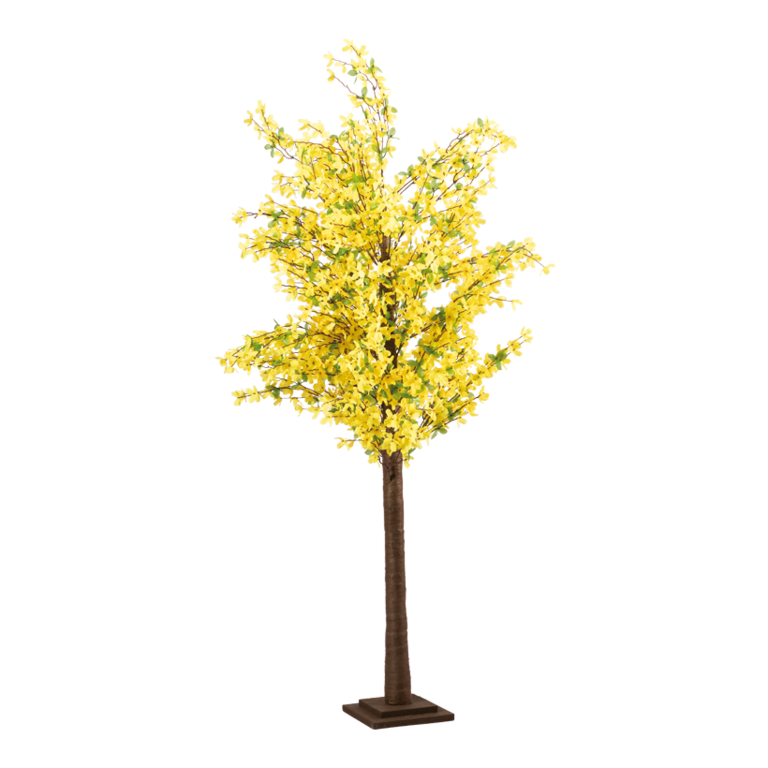 Forsythia tree