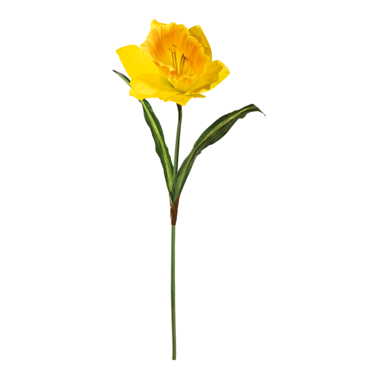 Daffodil with stem