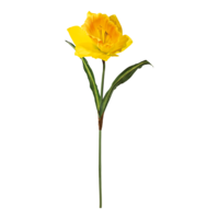 Daffodil with stem