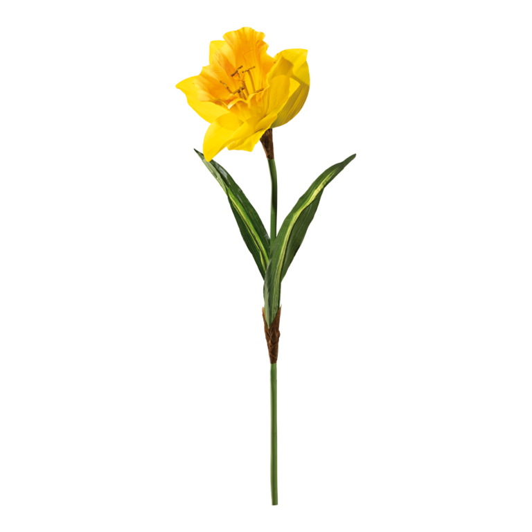 Daffodil with stem
