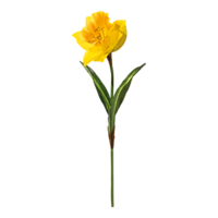 Daffodil with stem