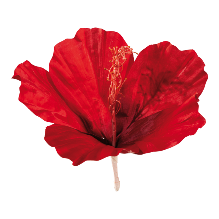 Hibiscus head