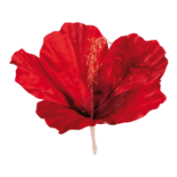 Hibiscus head