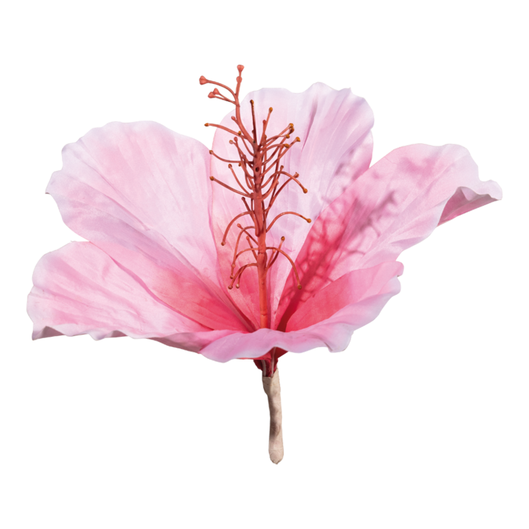 Hibiscus head