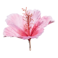 Hibiscus head