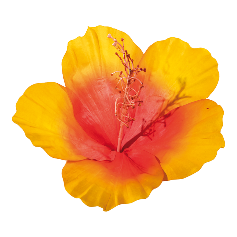 Hibiscus head