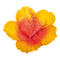 Hibiscus head