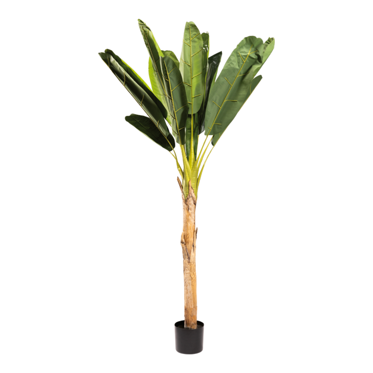 Banana plant with pot