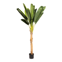 Banana plant with pot