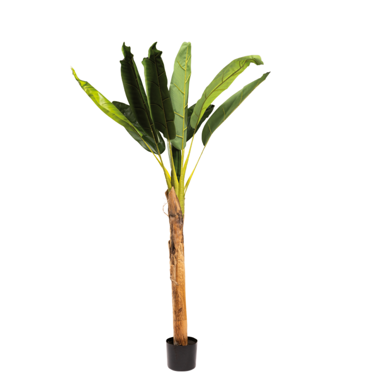 Banana plant with pot