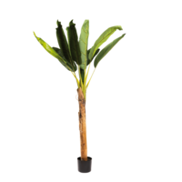 Banana plant with pot