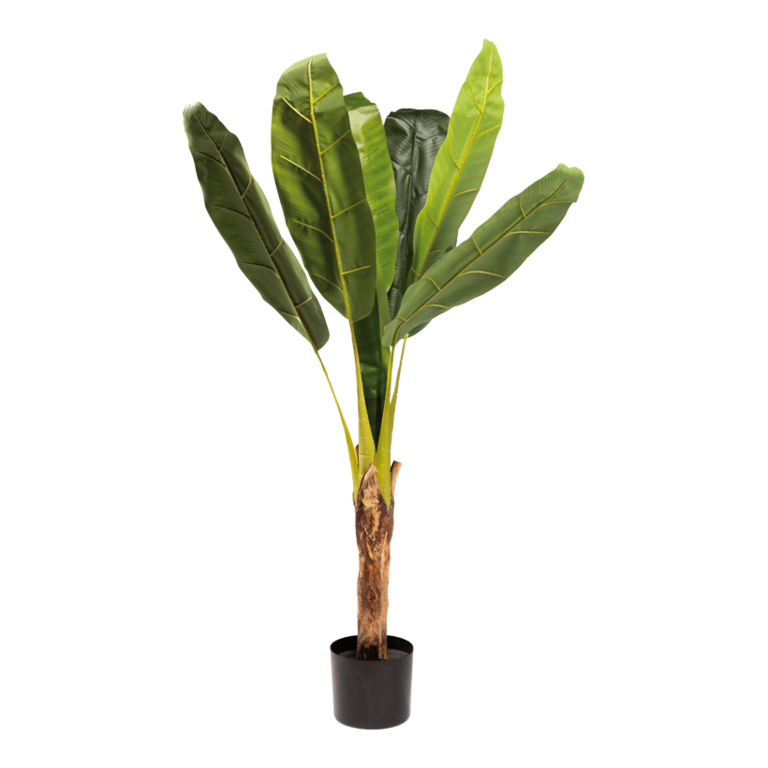 Banana plant with pot