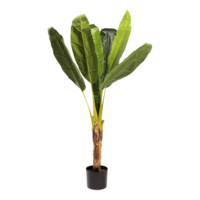 Banana plant with pot