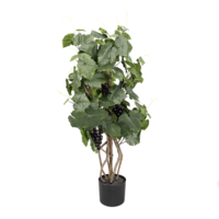 "Grapevine plant in pot with grapes"