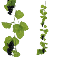 "Vine leaf tendril with grapes 180 cm"