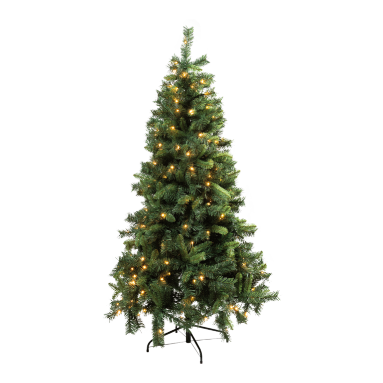 Noble fir