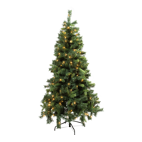 Noble fir