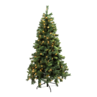 Noble fir