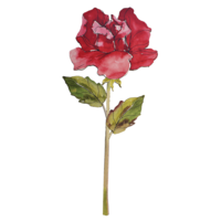 "Hanging display Rose 95 cm"
