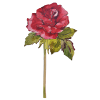 "Hanging display Rose 70 cm"