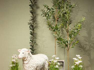 FS26 23_Oliven_Schafe.jpg