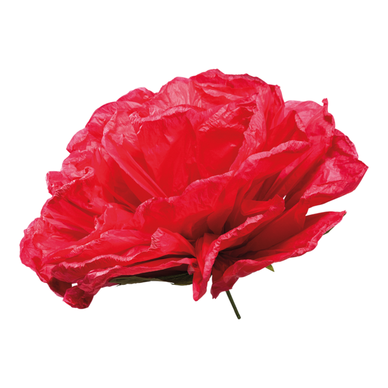 Rose head