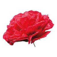 Rose head
