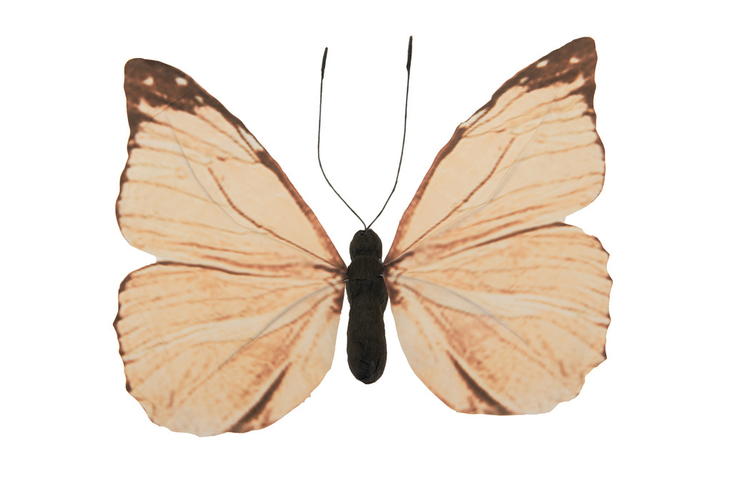 Butterfly,