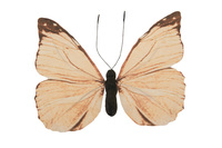 Butterfly,
